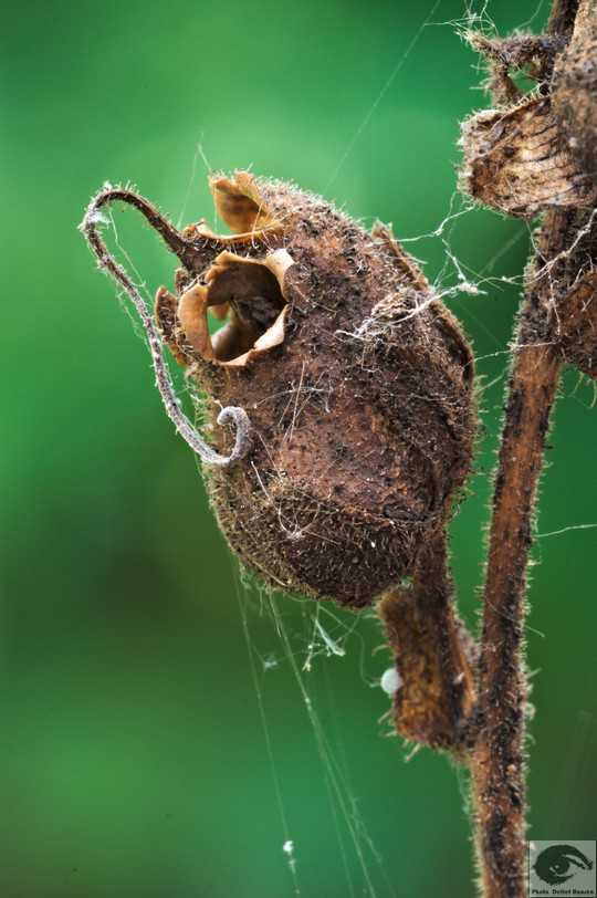  MG 3548 welke Blumen